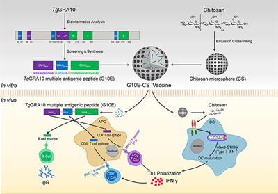 Chitosan Microsphere Used as an Effective System to Deliver a Linked Antigenic Peptides Vaccine Protect Mice Against Acute and Chronic Toxoplasmosis